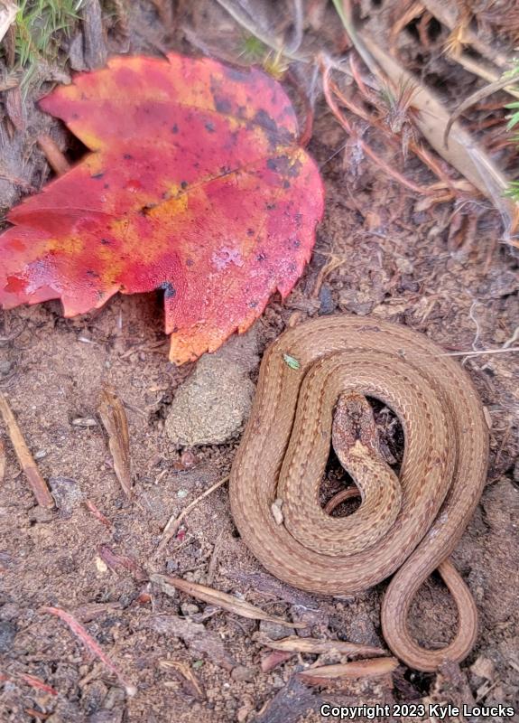 Northern Red-bellied Snake (Storeria occipitomaculata occipitomaculata)