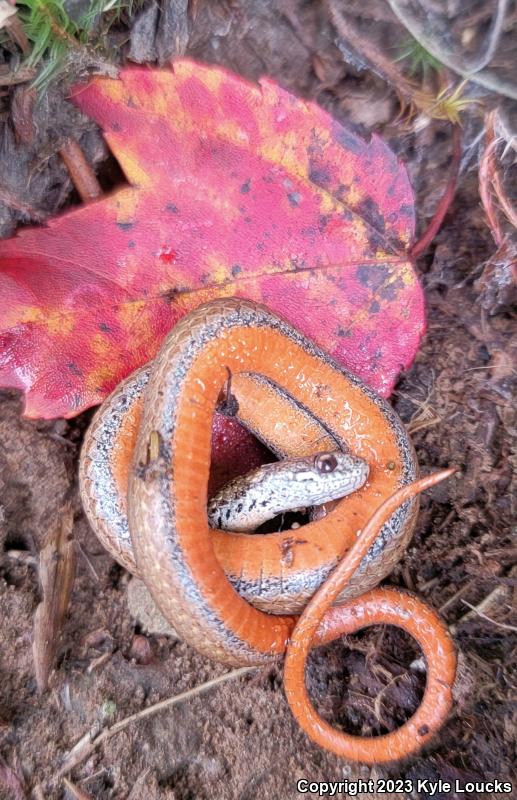 Northern Red-bellied Snake (Storeria occipitomaculata occipitomaculata)