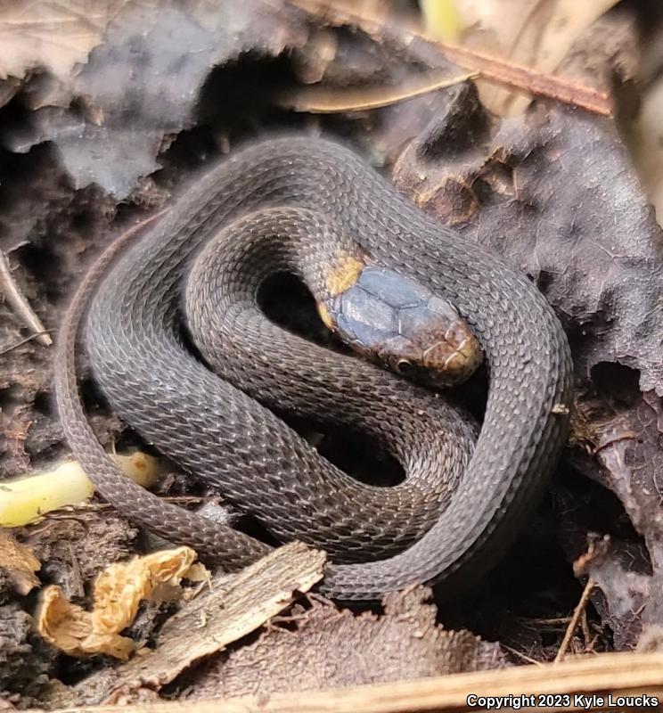 Northern Red-bellied Snake (Storeria occipitomaculata occipitomaculata)