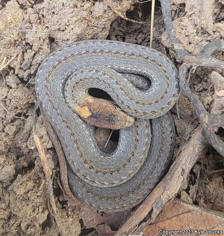 Northern Red-bellied Snake (Storeria occipitomaculata occipitomaculata)