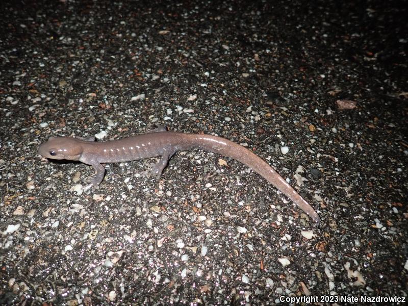 Jefferson Salamander (Ambystoma jeffersonianum)