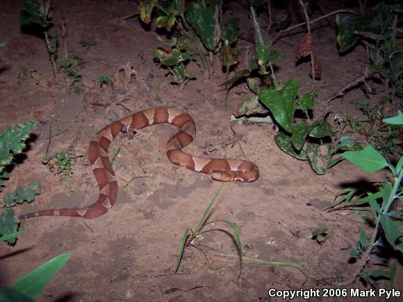 Broad-banded Copperhead (Agkistrodon contortrix laticinctus)