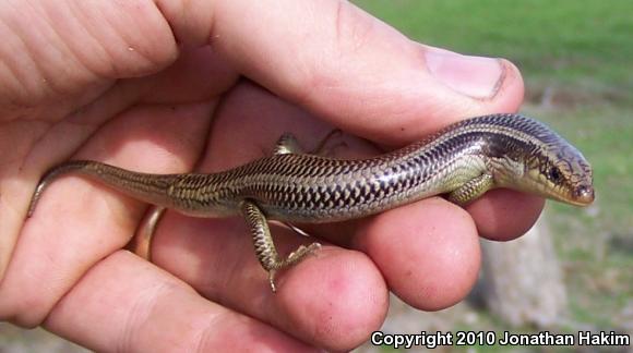 Western Redtail Skink (Plestiodon gilberti rubricaudatus)