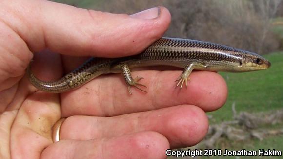 Western Redtail Skink (Plestiodon gilberti rubricaudatus)