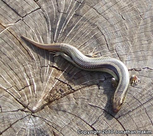 Western Redtail Skink (Plestiodon gilberti rubricaudatus)