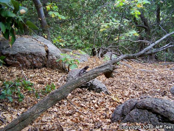 Great Basin Fence Lizard (Sceloporus occidentalis longipes)