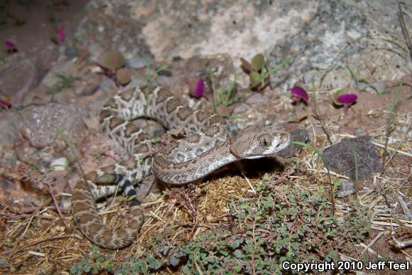 Red Diamond Rattlesnake (Crotalus ruber)