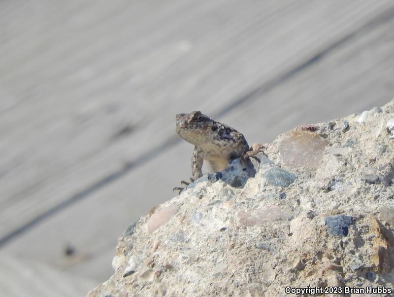 San Joaquin Fence Lizard (Sceloporus occidentalis biseriatus)