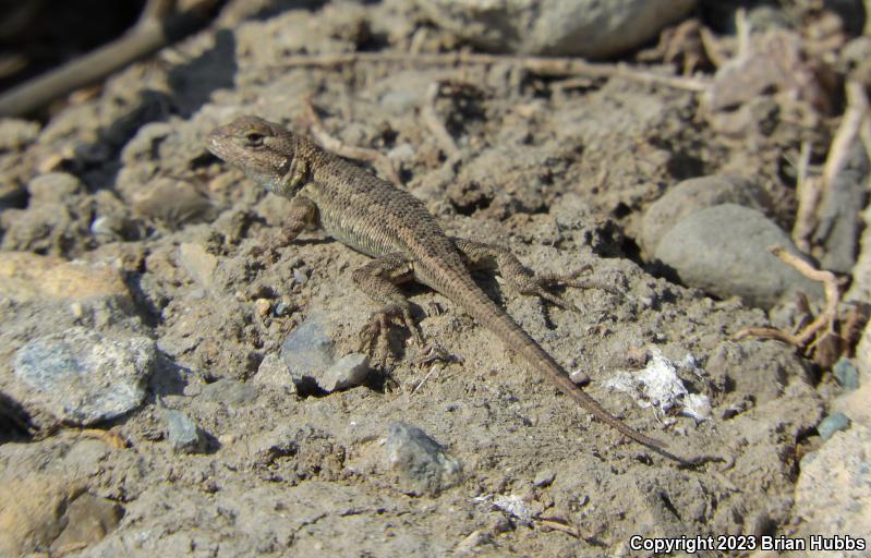 San Joaquin Fence Lizard (Sceloporus occidentalis biseriatus)