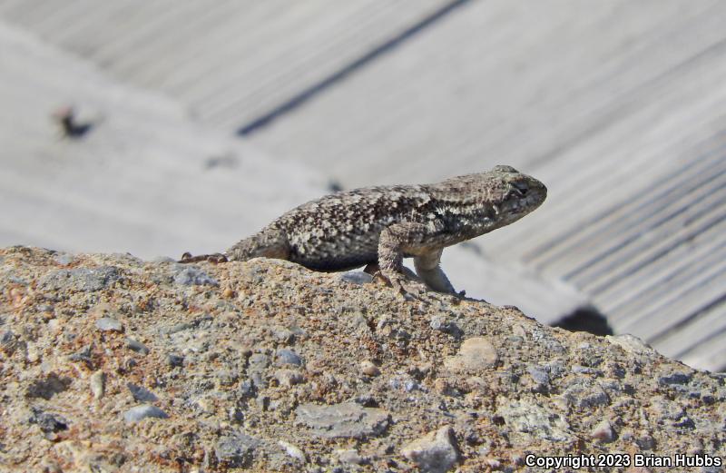 San Joaquin Fence Lizard (Sceloporus occidentalis biseriatus)