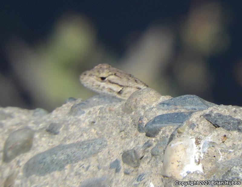 San Joaquin Fence Lizard (Sceloporus occidentalis biseriatus)