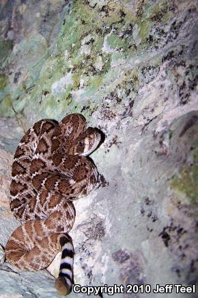 Red Diamond Rattlesnake (Crotalus ruber)