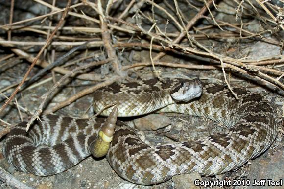 Southern Pacific Rattlesnake (Crotalus oreganus helleri)