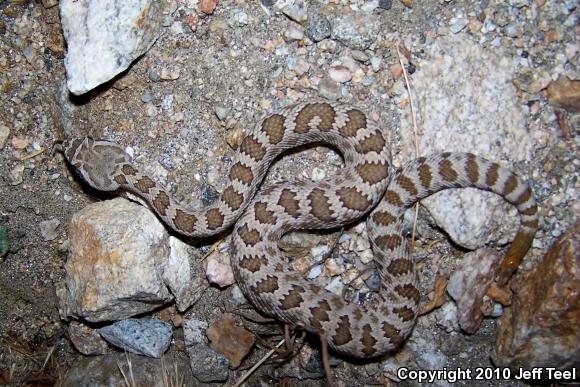 Southern Pacific Rattlesnake (Crotalus oreganus helleri)