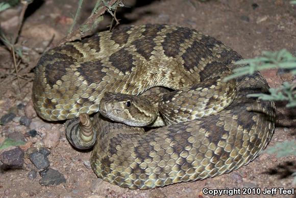 Mohave Rattlesnake (Crotalus scutulatus scutulatus)