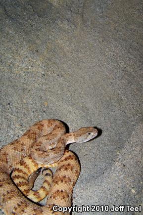 Southwestern Speckled Rattlesnake (Crotalus mitchellii pyrrhus)