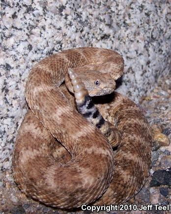 Southwestern Speckled Rattlesnake (Crotalus mitchellii pyrrhus)