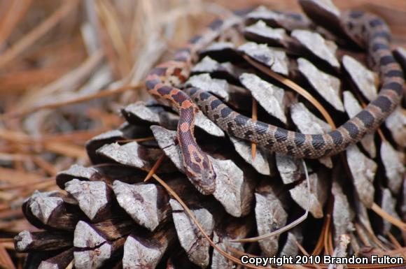 Red Cornsnake (Pantherophis guttatus)