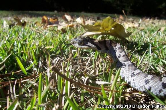 Eastern Hog-nosed Snake (Heterodon platirhinos)