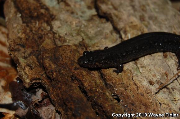 Southern Dusky Salamander (Desmognathus auriculatus)