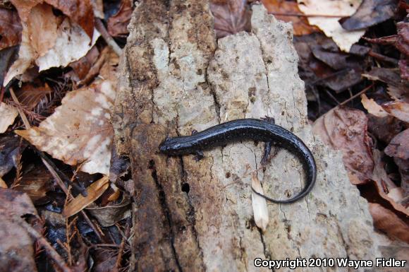 Southern Dusky Salamander (Desmognathus auriculatus)