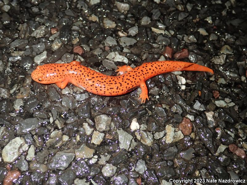 Northern Red Salamander (Pseudotriton ruber ruber)