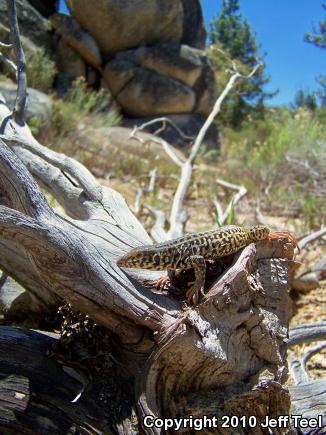 Coastal Whiptail (Aspidoscelis tigris stejnegeri)