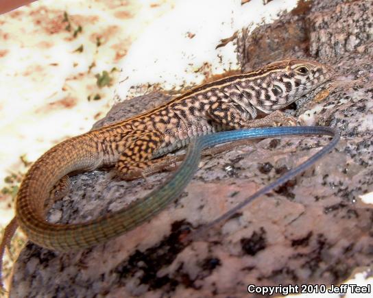 Coastal Whiptail (Aspidoscelis tigris stejnegeri)