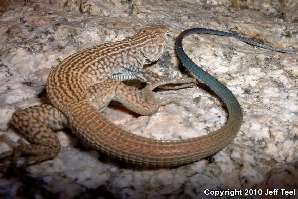 Coastal Whiptail (Aspidoscelis tigris stejnegeri)