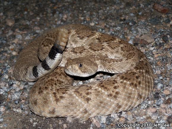 Western Diamond-backed Rattlesnake (Crotalus atrox)