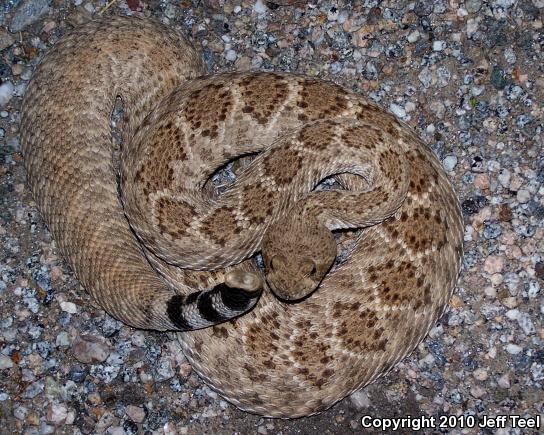 Western Diamond-backed Rattlesnake (Crotalus atrox)