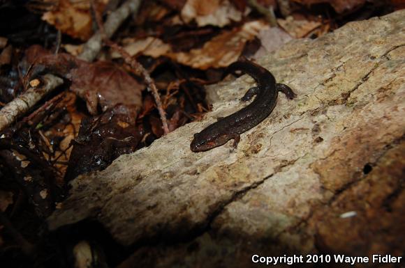 Southern Dusky Salamander (Desmognathus auriculatus)