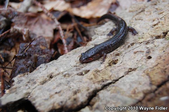 Southern Dusky Salamander (Desmognathus auriculatus)