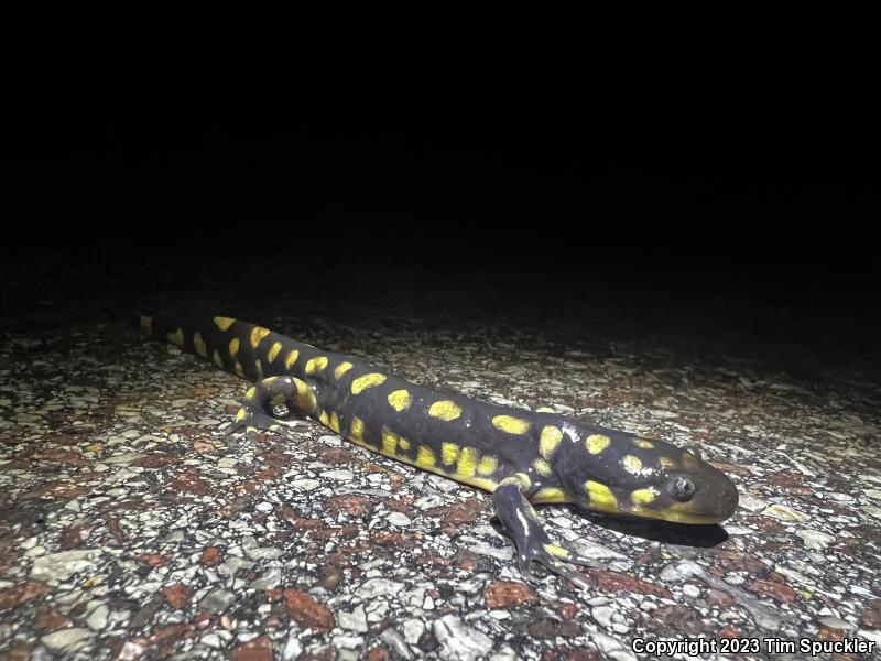 Eastern Tiger Salamander (Ambystoma tigrinum)