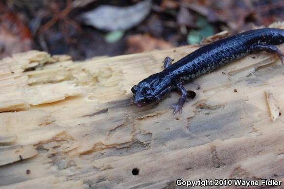 Atlantic Coast Slimy Salamander (Plethodon chlorobryonis)