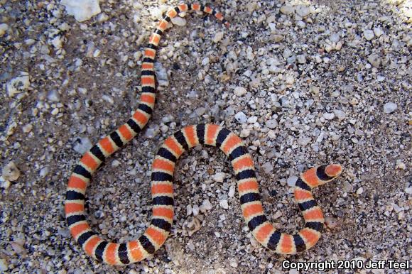 Colorado Desert Shovel-nosed Snake (Chionactis occipitalis annulata)