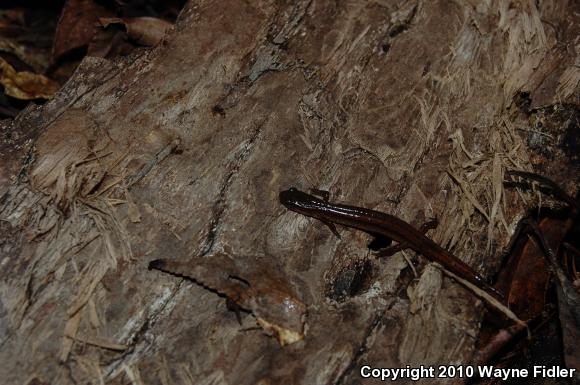 Chamberlain's Dwarf Salamander (Eurycea chamberlaini)