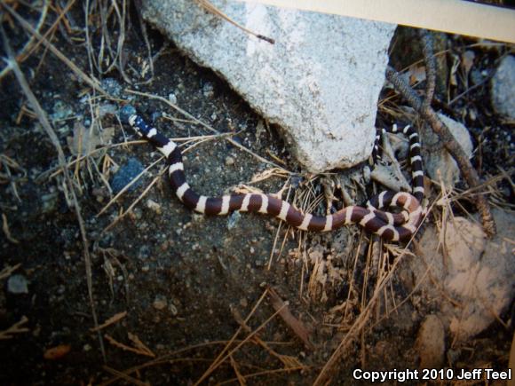 California Kingsnake (Lampropeltis getula californiae)