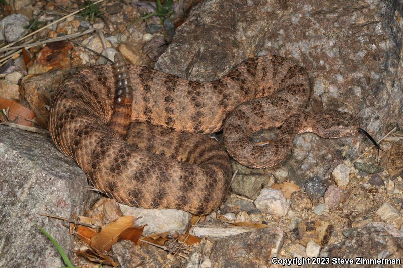 Tiger Rattlesnake (Crotalus tigris)