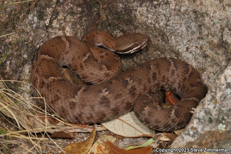 Arizona Ridge-nosed Rattlesnake (Crotalus willardi willardi)