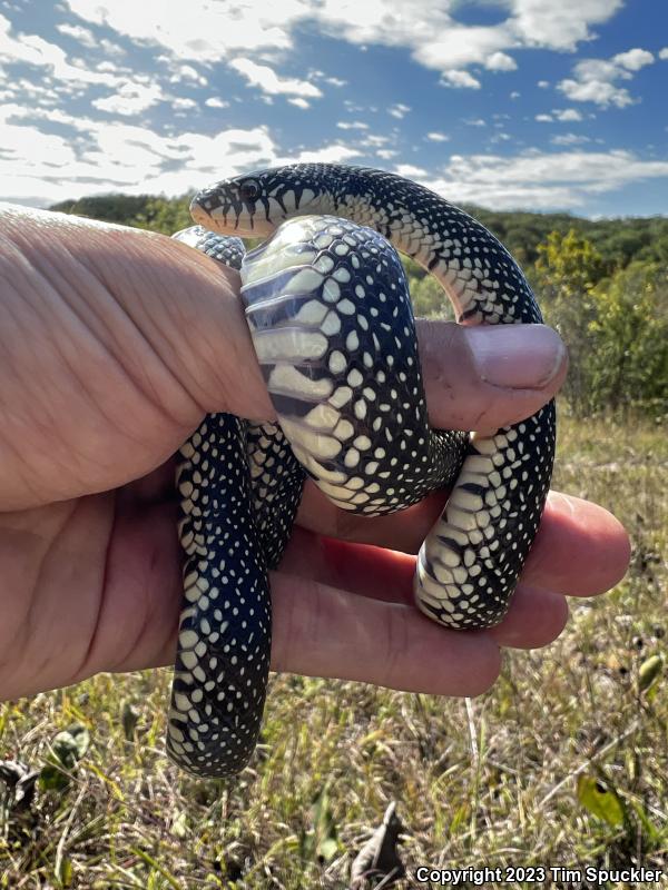 Speckled Kingsnake (Lampropeltis getula holbrooki)