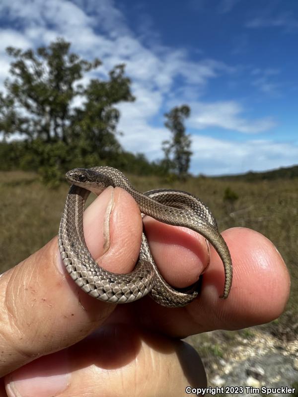 Lined Snake (Tropidoclonion lineatum)