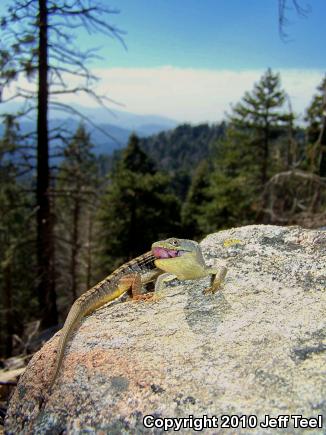 San Diego Alligator Lizard (Elgaria multicarinata webbii)