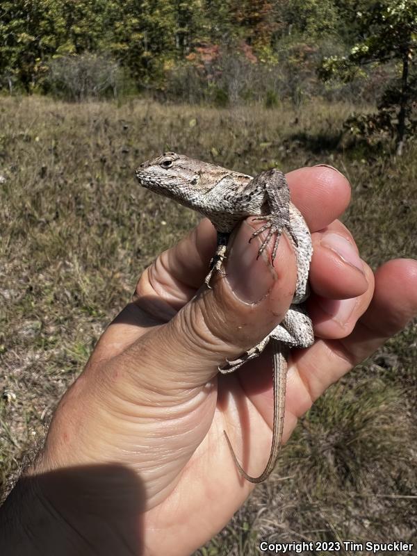 Prairie Lizard (Sceloporus consobrinus)