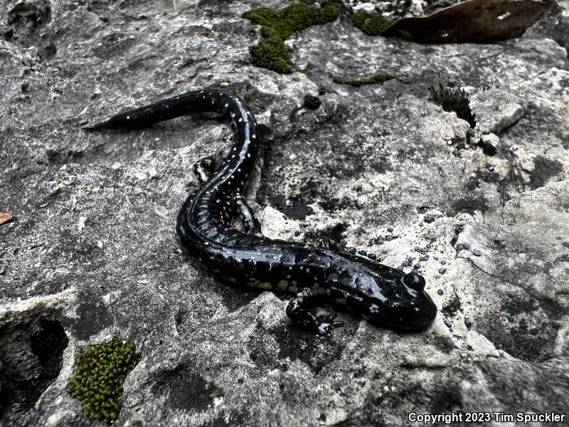 Western Slimy Salamander (Plethodon albagula)