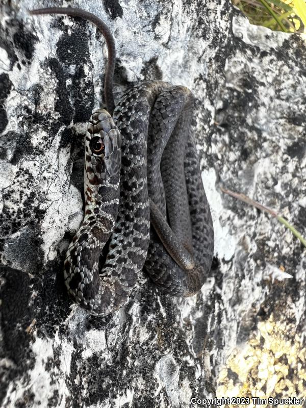 Eastern Yellow-bellied Racer (Coluber constrictor flaviventris)