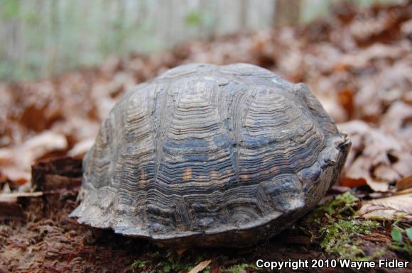 Eastern Box Turtle (Terrapene carolina carolina)