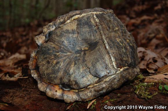 Eastern Box Turtle (Terrapene carolina carolina)