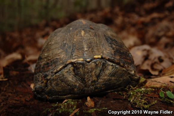 Eastern Box Turtle (Terrapene carolina carolina)