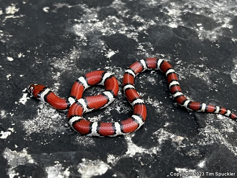 Red Milksnake (Lampropeltis triangulum syspila)